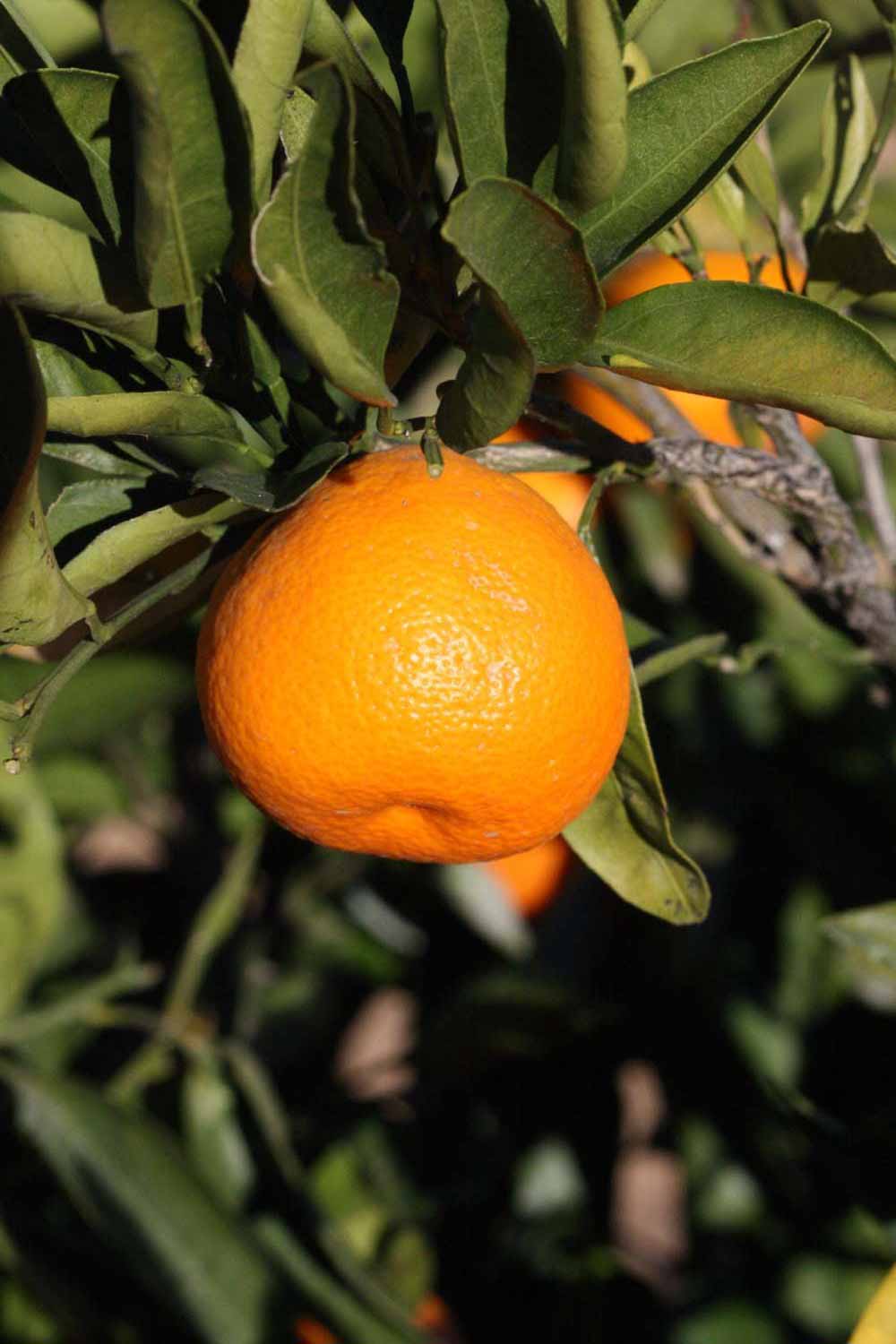              Fruit (Riverside, CA)       